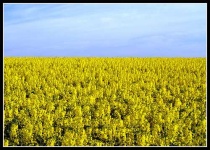 image of rapeseed