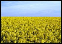 image of rapeseed #29