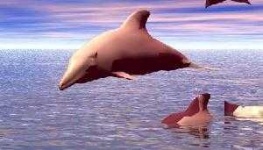 image of animal