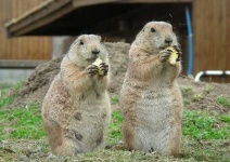 image of marmot