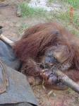 image of orangutan