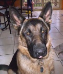 image of german_shepherd