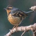 image of bird