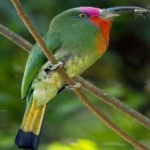 image of bird