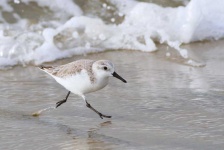 image of sandpiper #2