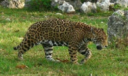 image of jaguar_car