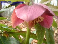 image of flower