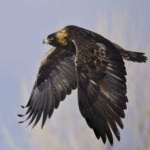 image of bird