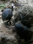 image of dung_beetle