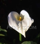image of flower