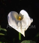 image of giant_white_arum_lily #20