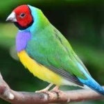 image of bird