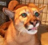 image of cougar_face