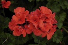 image of geranium #8