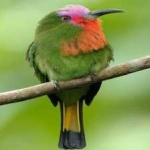 image of bird
