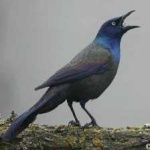 image of bird