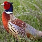 image of bird