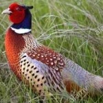 image of ring_necked_pheasant #18