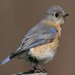 image of bird