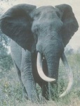 image of tusker