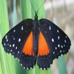 image of animal