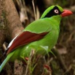image of bird