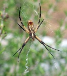 image of black_and_gold_garden_spider