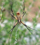 image of black_and_gold_garden_spider #5