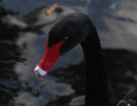 image of swan #13