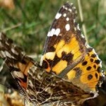 image of animal