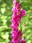 image of flower