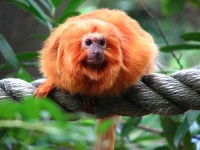 image of marmoset