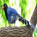image of bird