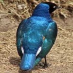 image of bird
