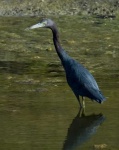 image of little_blue_heron