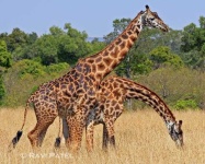 image of animal
