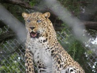 image of jaguar_car