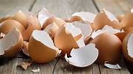 image of egg_shell