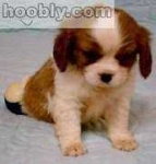image of blenheim_spaniel