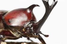 image of rhinoceros_beetle #4