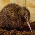image of bird