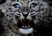 image of leopard