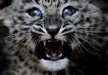 image of leopard #16