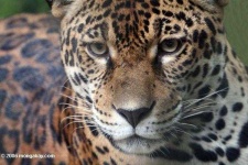 image of jaguar_car