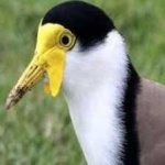 image of bird