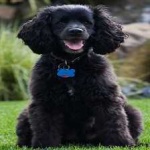 image of american_spaniel #15