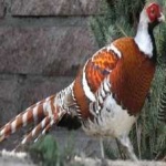 image of bird