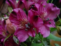 image of flower