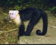 image of capuchin