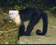 image of capuchin #3